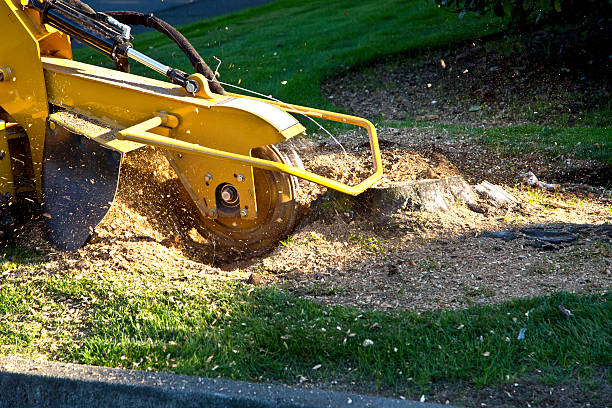 Best Tree Mulching Services  in USA